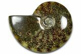 Polished Ammonite (Cleoniceras) Fossil - Madagascar #365015-1